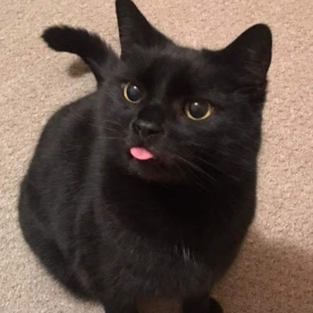 Meet your Posher, Sia